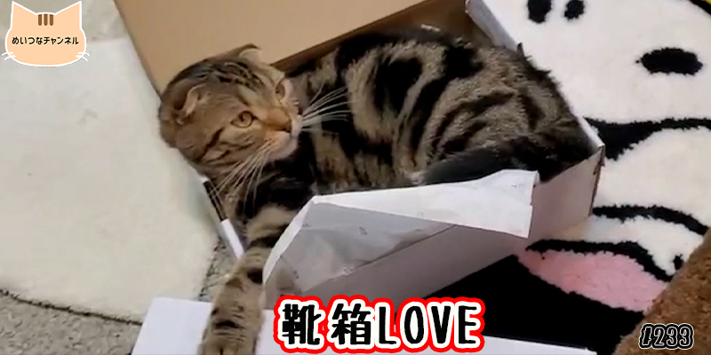 【ネコ】猫の癒しの日常 #233「靴箱LOVE」