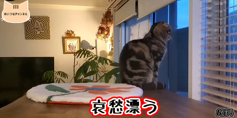 【ネコ】猫の癒しの日常 #234「哀愁漂う」