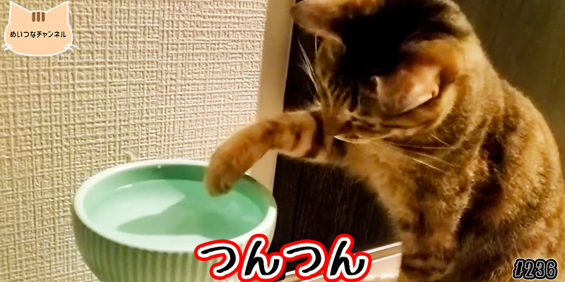 【ネコ】猫の癒しの日常 #236「つんつん」