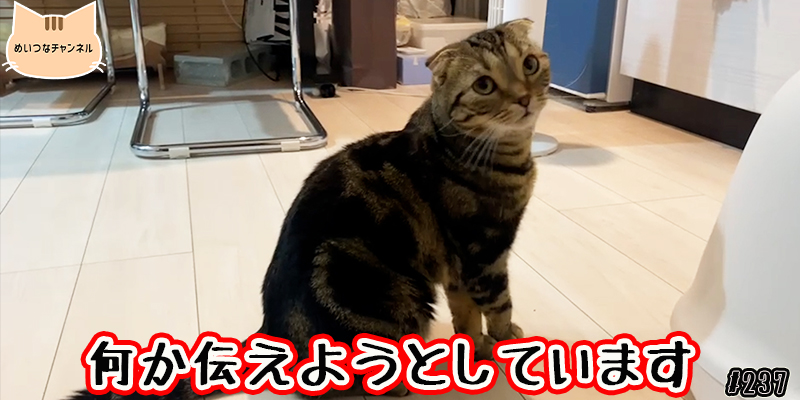 【ネコ】猫の癒しの日常 #237「何か伝えようとしています」