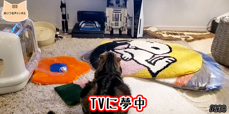 【ネコ】猫の癒しの日常 #238「TVに夢中」