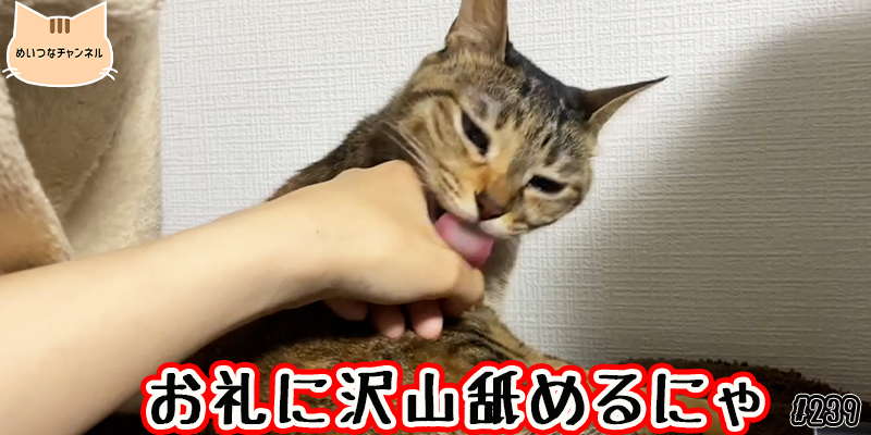 【ネコ】猫の癒しの日常 #239「お礼に沢山舐めるにゃ」