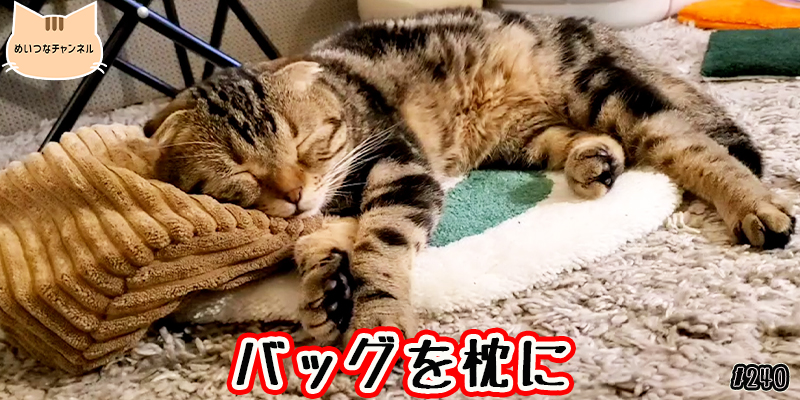 【ネコ】猫の癒しの日常 #240「バッグを枕に」