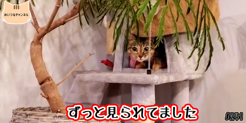 【ネコ】猫の癒しの日常 #241「ずっと見られてました」