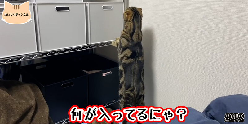 【ネコ】猫の癒しの日常 #242「何が入ってるにゃ？」