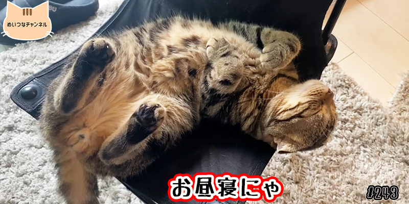 【ネコ】猫の癒しの日常 #243「お昼寝にゃ」