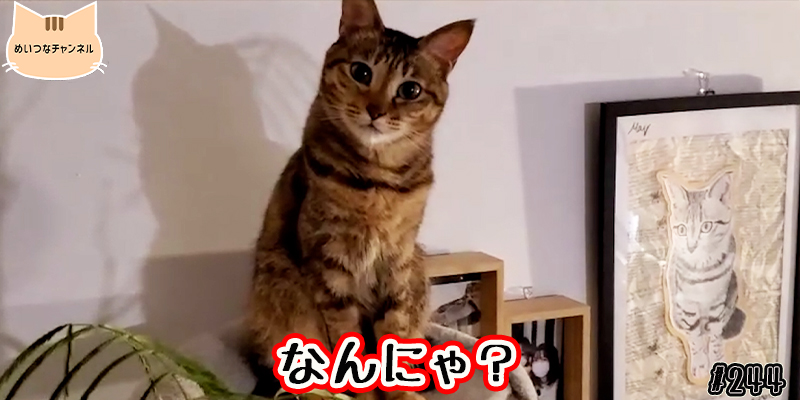 【ネコ】猫の癒しの日常 #244「なんにゃ？」