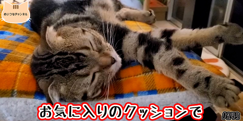 【ネコ】猫の癒しの日常 #245「お気に入りのクッションで」