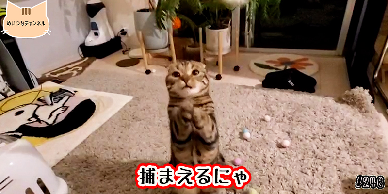 【ネコ】猫の癒しの日常 #246「捕まえるにゃ」