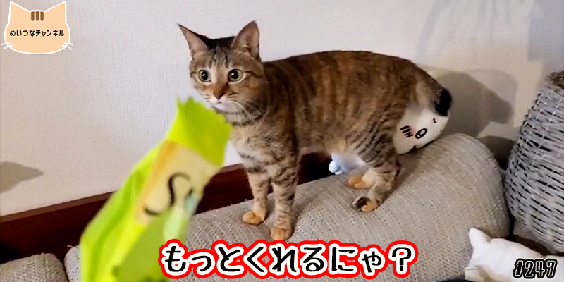 【ネコ】猫の癒しの日常 #247「もっとくれるにゃ？」