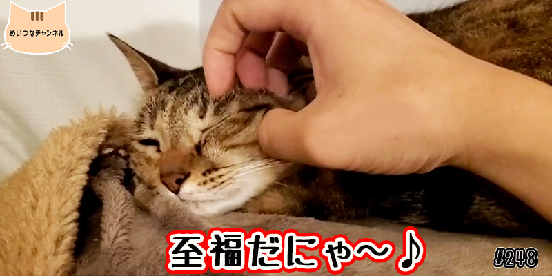 【ネコ】猫の癒しの日常 #248「至福だにゃ〜♪」