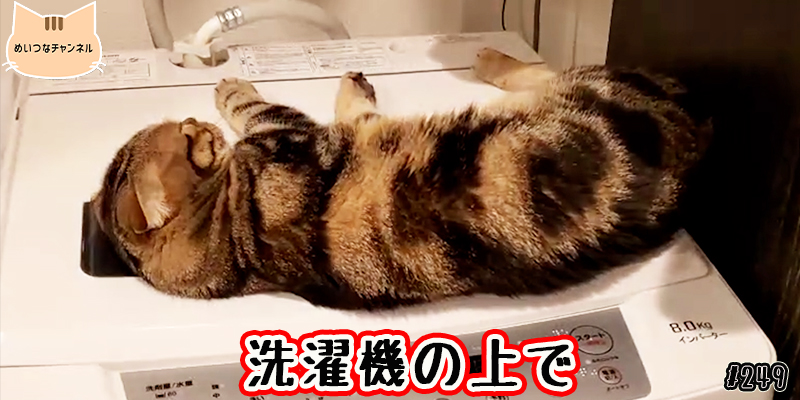 【ネコ】猫の癒しの日常#249「洗濯機の上で」