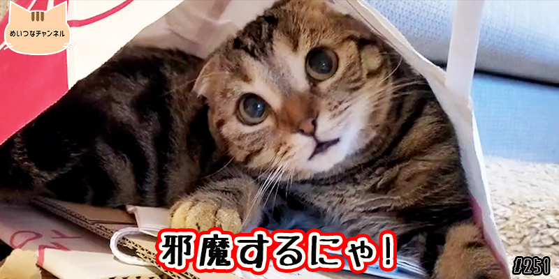 【ネコ】猫の癒しの日常 #251「邪魔するにゃ！」