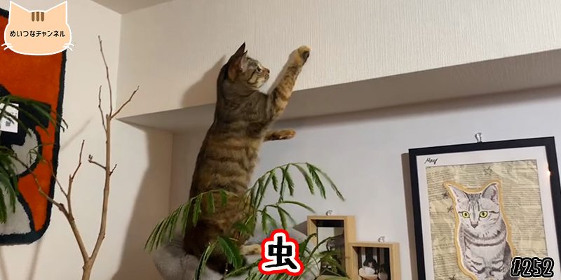 【ネコ】猫の癒しの日常 #252「虫」