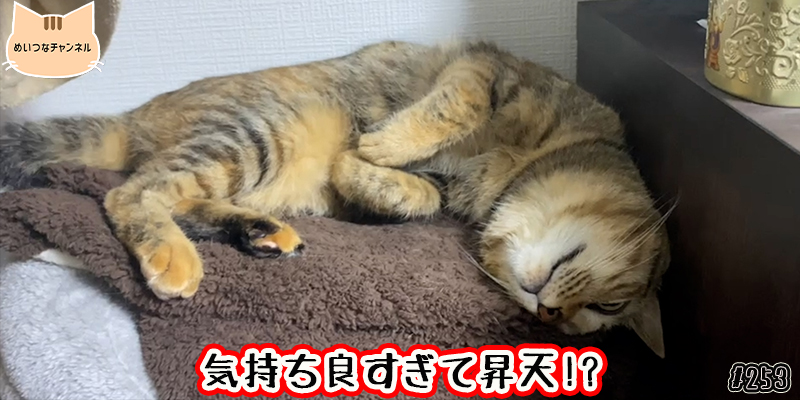 【ネコ】猫の癒しの日常 #253「気持ち良すぎて昇天!?」