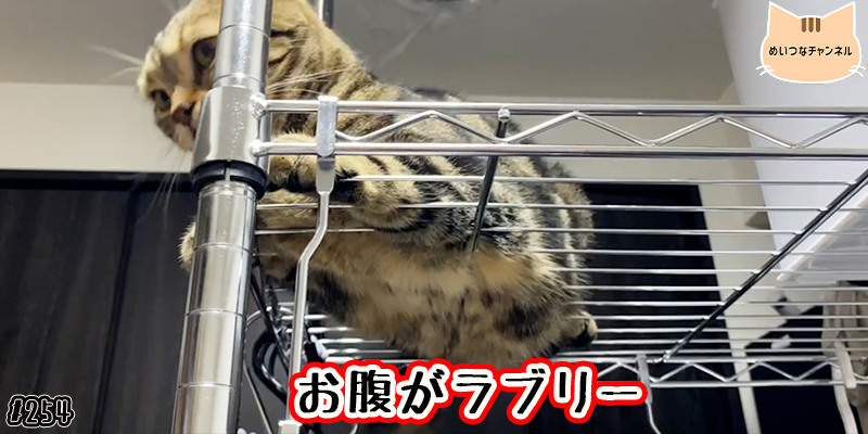 【ネコ】猫の癒しの日常 #254「お腹がラブリー」