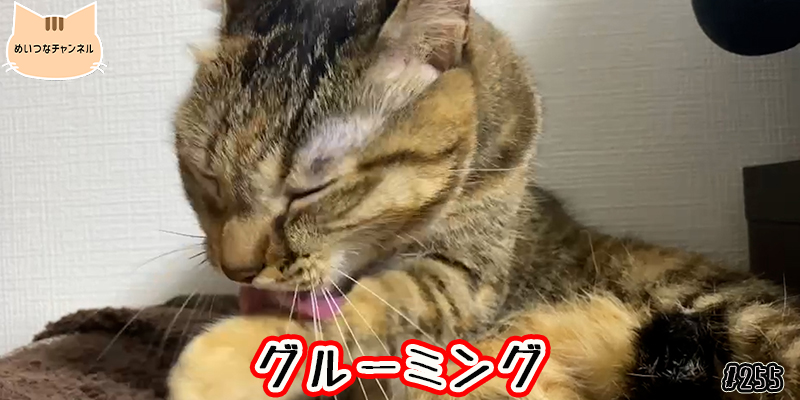 【ネコ】猫の癒しの日常 #255「グルーミング」