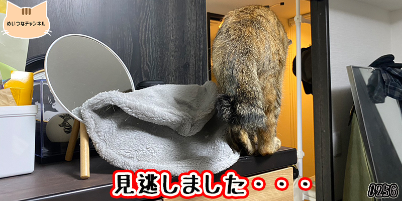 【ネコ】猫の癒しの日常 #256「見逃しました・・・」