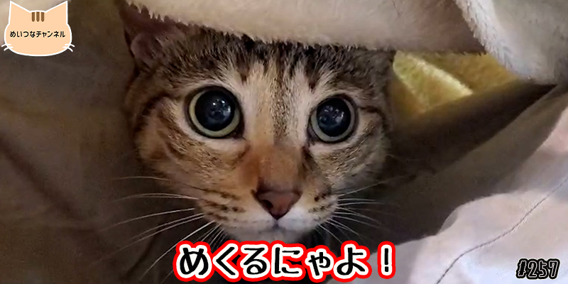 【ネコ】猫の癒しの日常 #257「めくるにゃよ!」