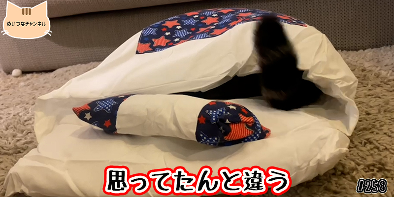 【ネコ】猫の癒しの日常 #258「思ってたんと違う」