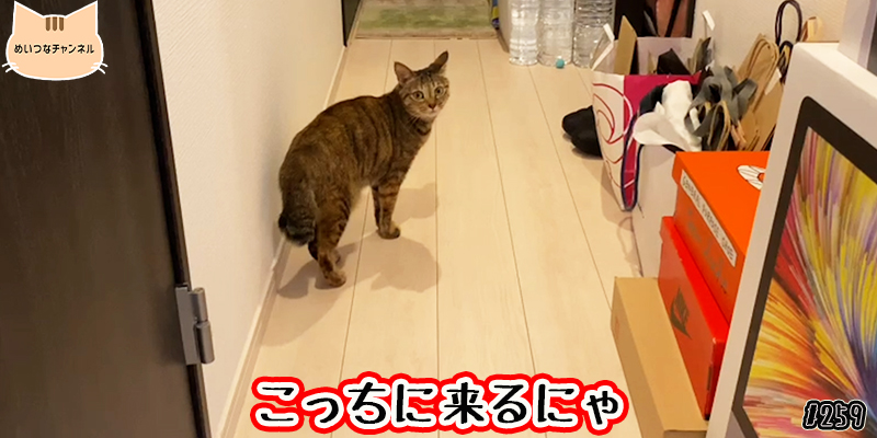 【ネコ】猫の癒しの日常 #259「こっちに来るにゃ」