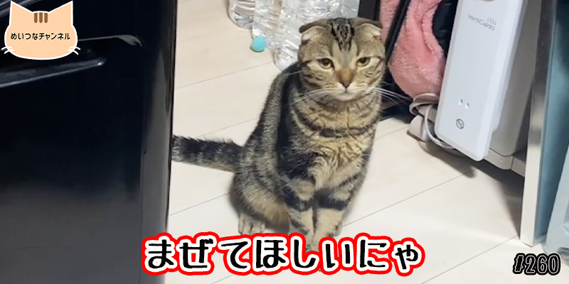 【ネコ】猫の癒しの日常 #260「まぜてほしいにゃ」