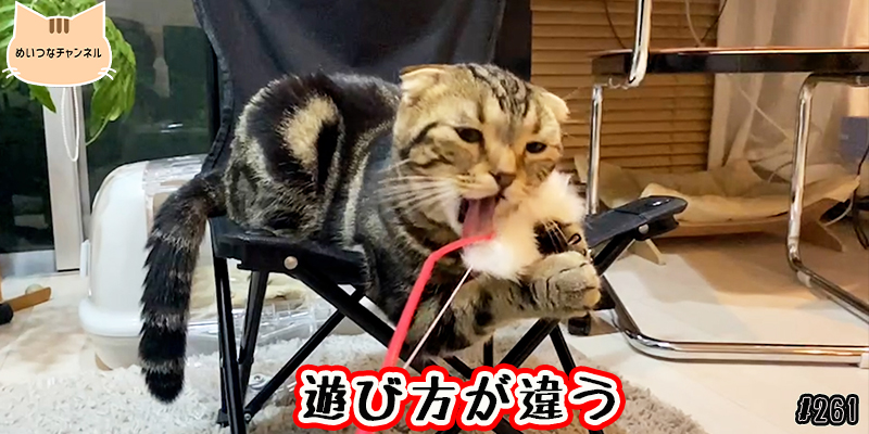 【ネコ】猫の癒しの日常 #261「遊び方が違う」