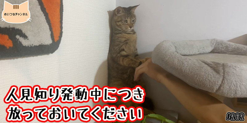 【ネコ】猫の癒しの日常 #262「人見知り発動中につき放っておいてください」