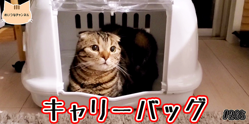 【ネコ】猫の癒しの日常 #265「キャリーバッグ」