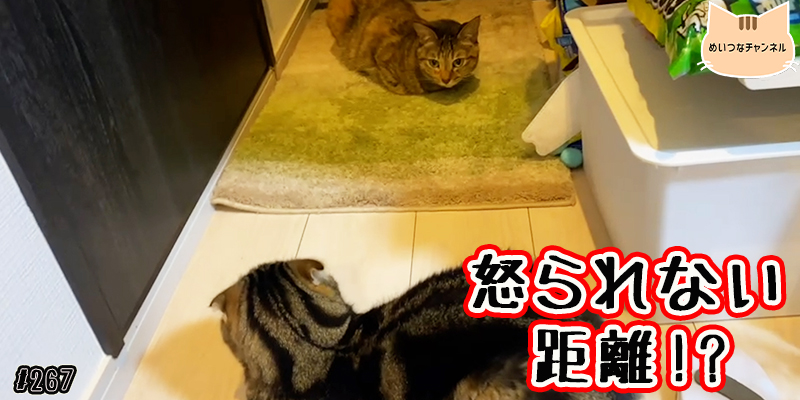 【ネコ】猫の癒しの日常 #267「怒られない距離!?」