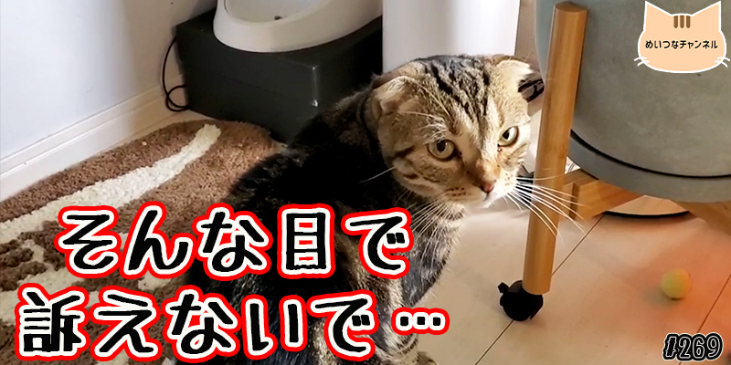 【ネコ】猫の癒しの日常 #269「そんな目で訴えないで･･･」