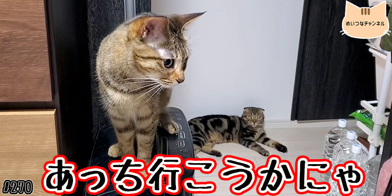 【ネコ】猫の癒しの日常 #270「あっち行こうかにゃ」