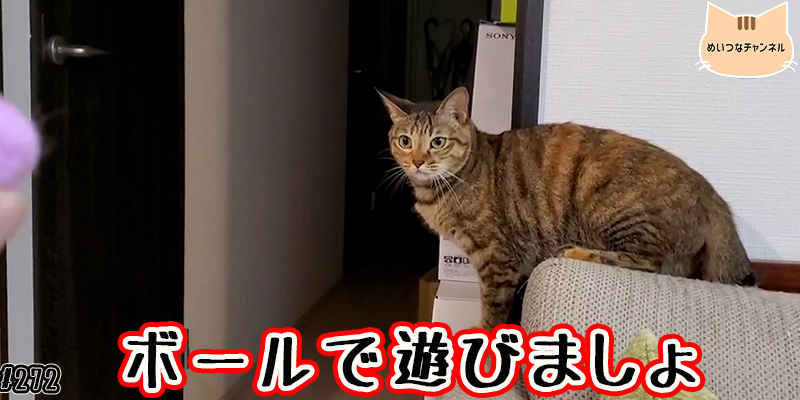 【ネコ】猫の癒しの日常 #272「ボールで遊びましょ」