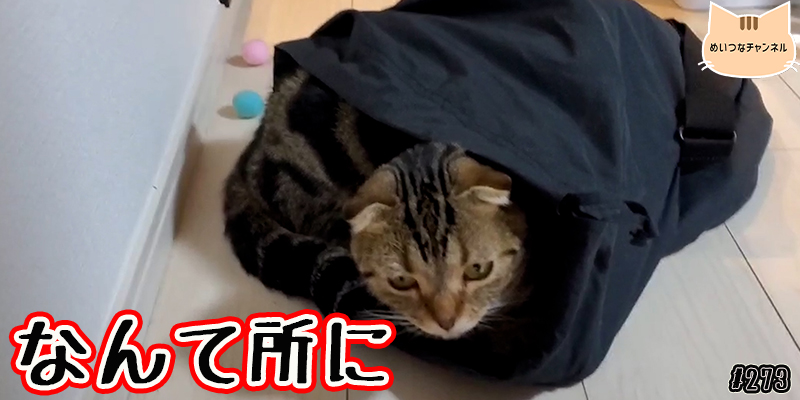 【ネコ】猫の癒しの日常 #273「なんて所に」