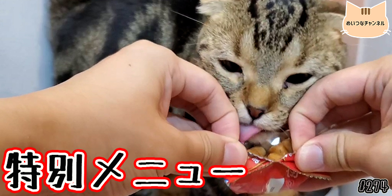 【ネコ】猫の癒しの日常 #274「特別メニュー」