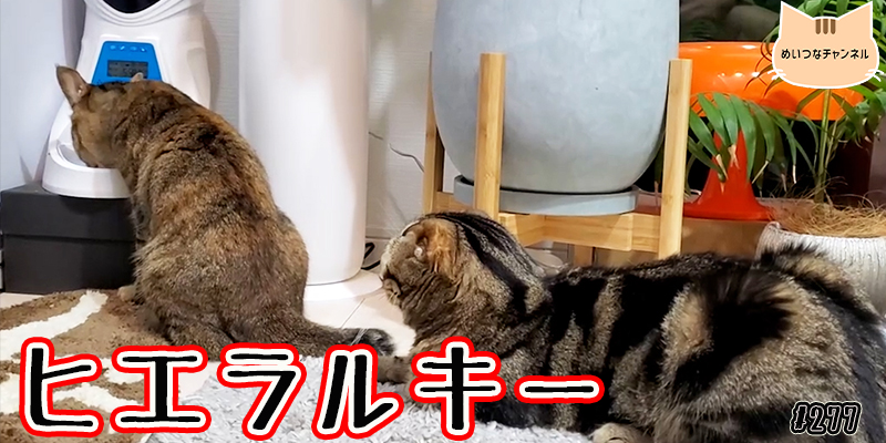 【ネコ】猫の癒しの日常 #277「ヒエラルキー」