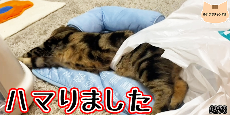 【ネコ】猫の癒しの日常 #278「ハマりました」