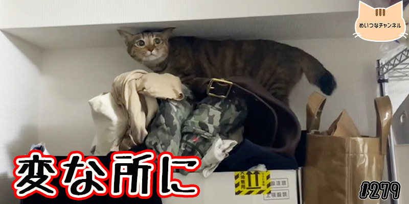 【ネコ】猫の癒しの日常 #279「変な所に」