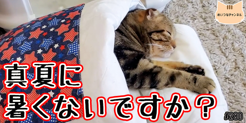 【ネコ】猫の癒しの日常 #280「真夏に暑くないですか？」