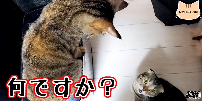 【ネコ】猫の癒しの日常 #281「何ですか？」