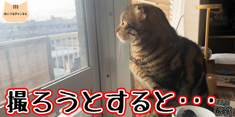 【ネコ】猫の癒しの日常 #282「撮ろうとすると･･･」