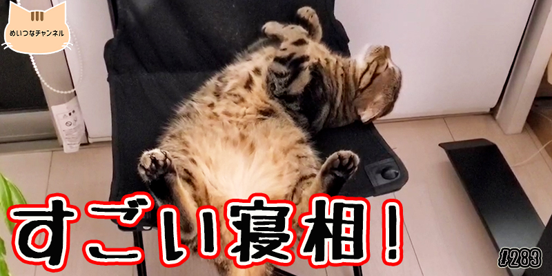 【ネコ】猫の癒しの日常 #283「すごい寝相!」