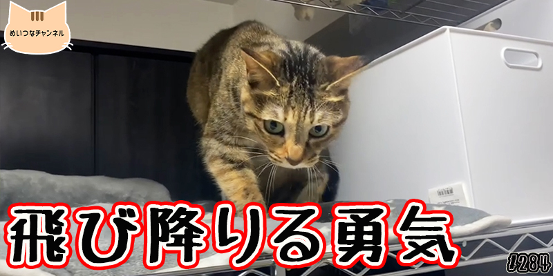 【ネコ】猫の癒しの日常 #284「飛び降りる勇気」