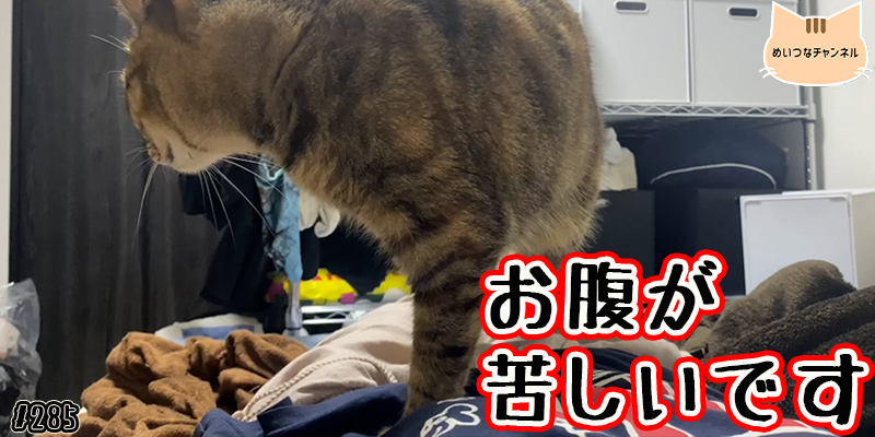 【ネコ】猫の癒しの日常 #285「お腹が苦しいです」