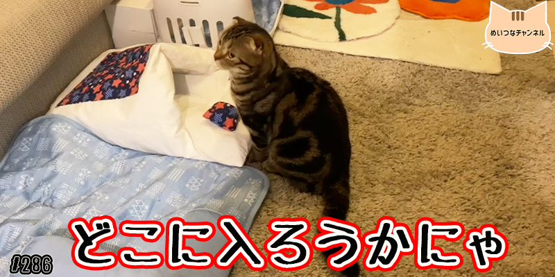 【ネコ】猫の癒しの日常 #286「どこに入ろうかにゃ」