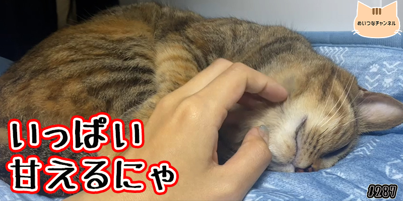 【ネコ】猫の癒しの日常 #287「いっぱい甘えるにゃ」