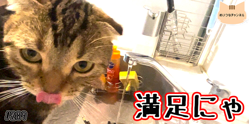 【ネコ】猫の癒しの日常 #289「満足にゃ」