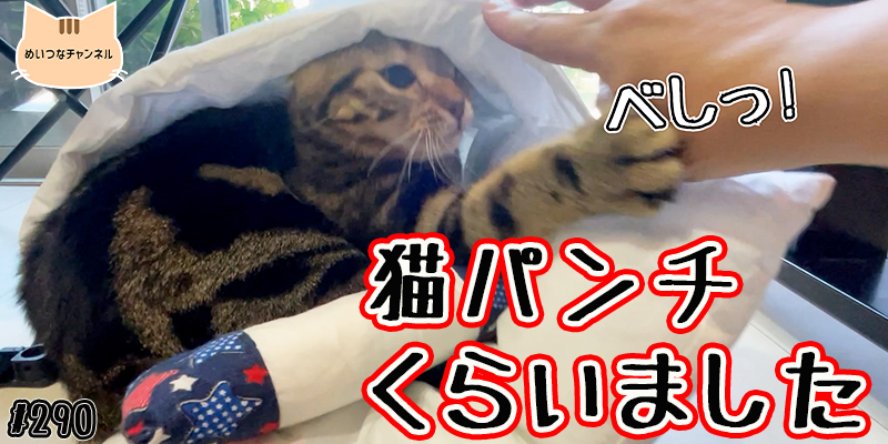 【ネコ】猫の癒しの日常 #290「猫パンチくらいました」