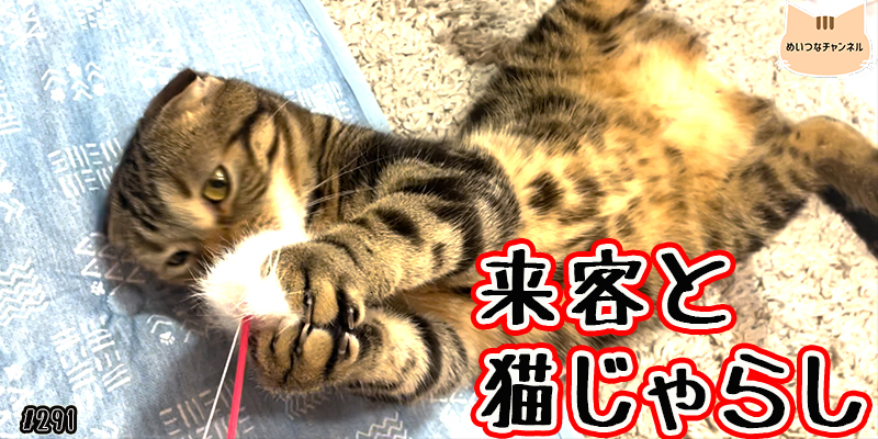 【ネコ】猫の癒しの日常 #291「来客と猫じゃらし」