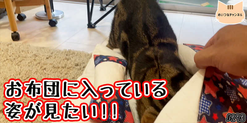 【ネコ】猫の癒しの日常 #293「お布団に入っている姿が見たい!!」